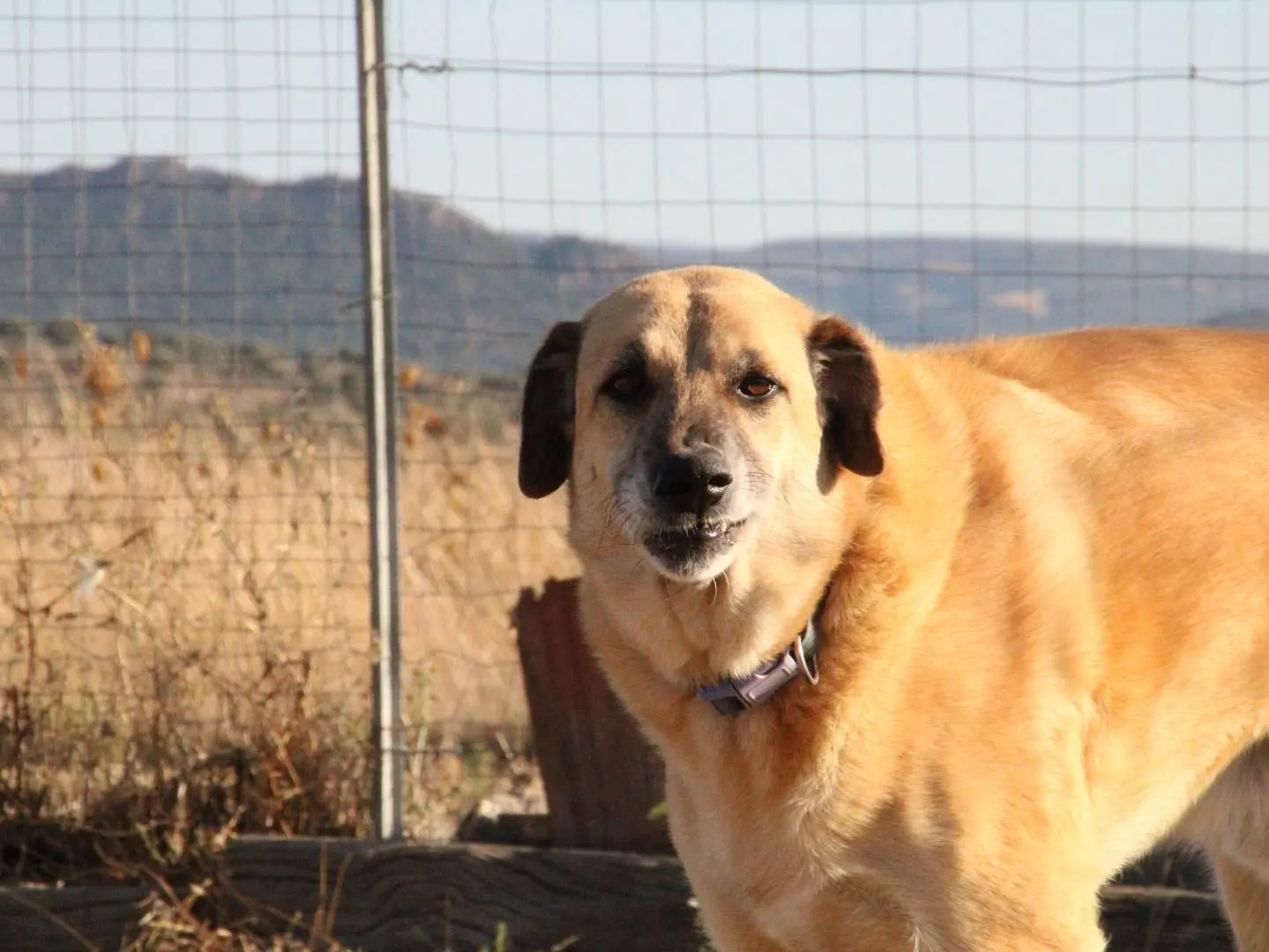 Adotta un cane, maschio, 7 anni e 9 mesi, Sassari