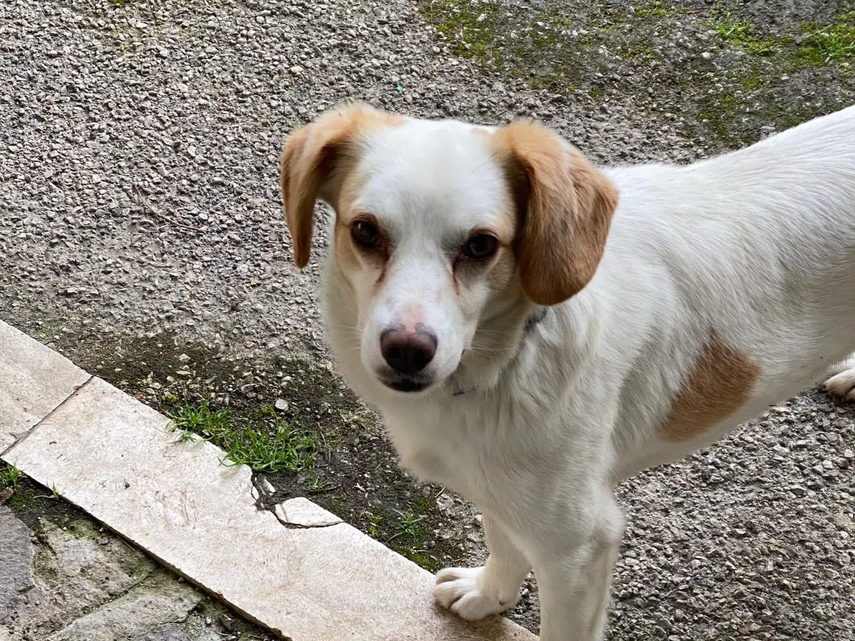 Adozione cane, maschio, Razza sconosciuta Razza sconosciuta, 6 anni e 7 mesi, taglia media contenuta, Avellino