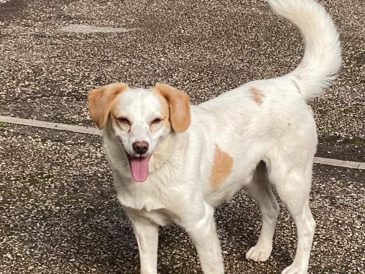 Vuoi adottare un cane a Avellino?