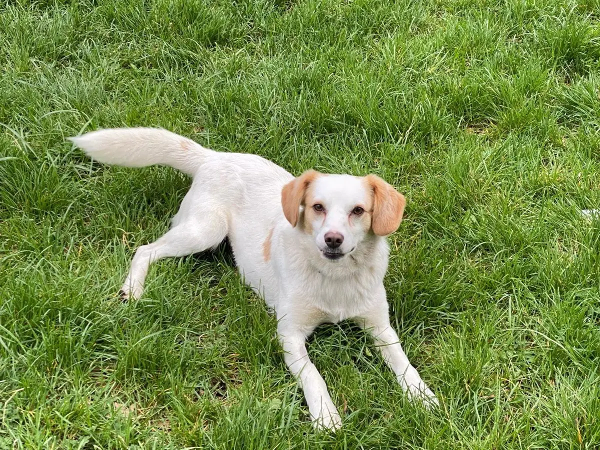 Adotta un cane, maschio, 6 anni e 7 mesi, Avellino