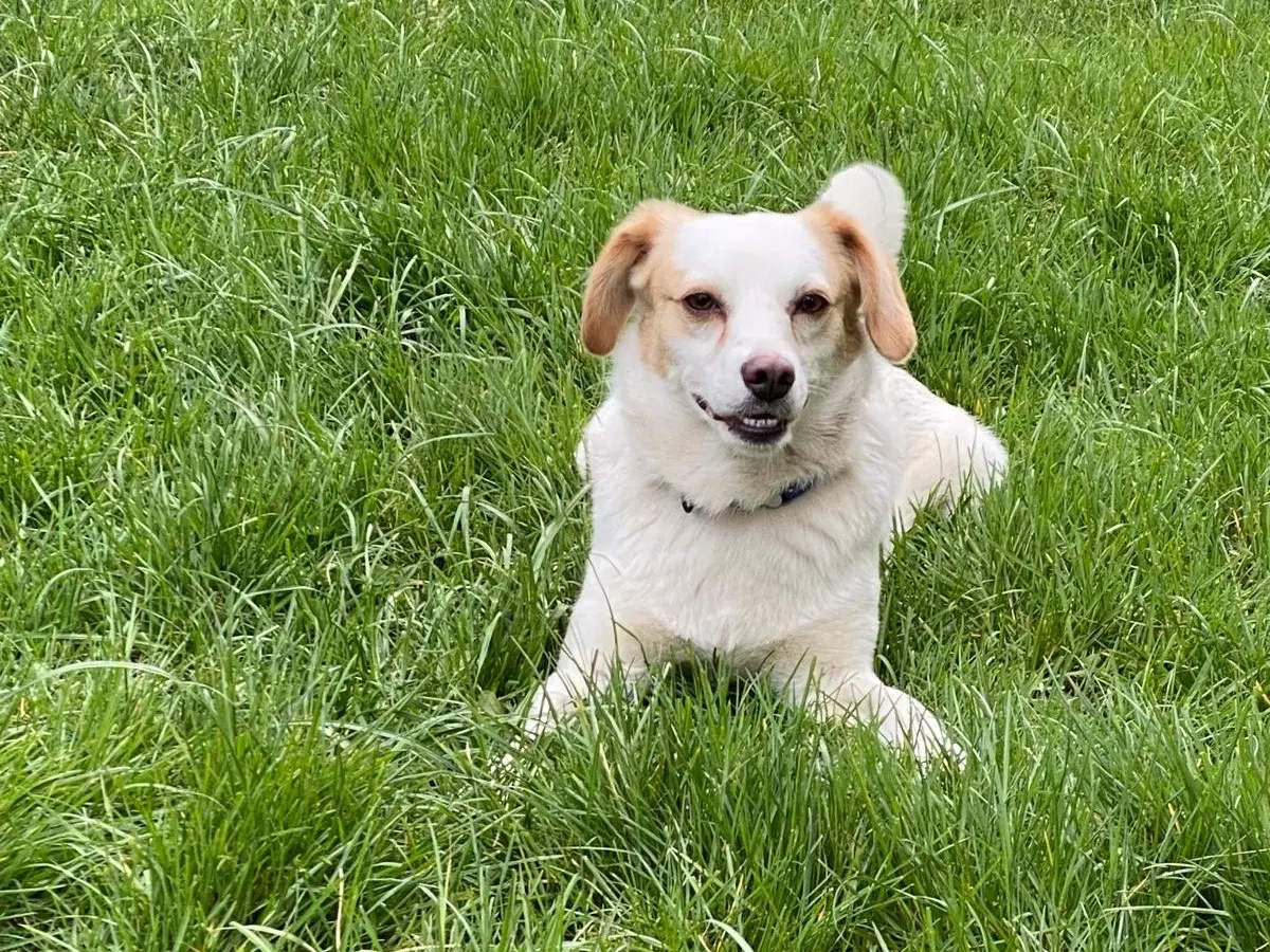 Adotta il cane Gigio a Avellino