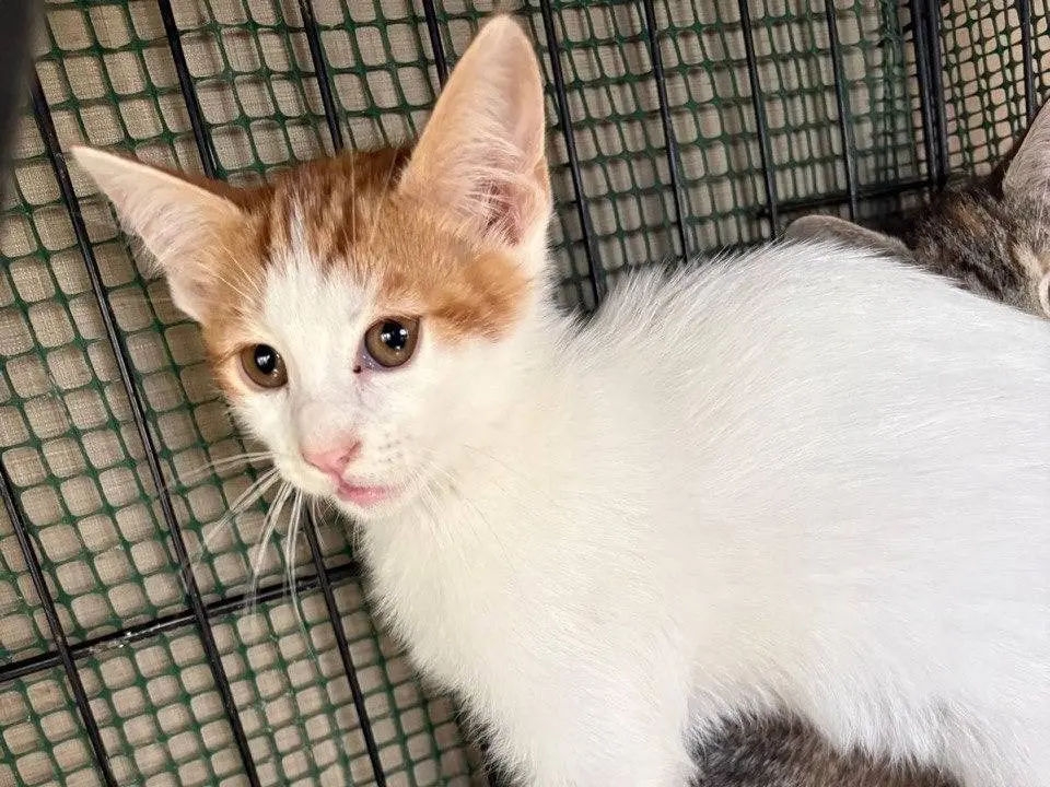 Adozione gatto, maschio, Razza sconosciuta Razza sconosciuta, 7 mesi, taglia non valida, Caltanissetta