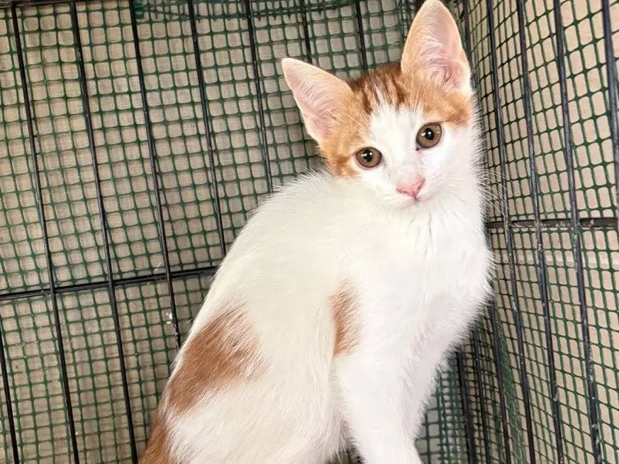 Adotta un gatto, maschio, 7 mesi, Caltanissetta