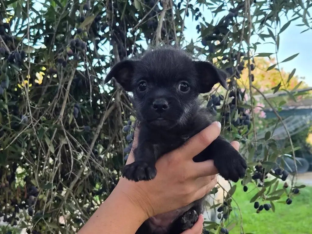 Adozione cane, femmina, Razza sconosciuta Razza sconosciuta, 1 mese, taglia piccola, Siracusa