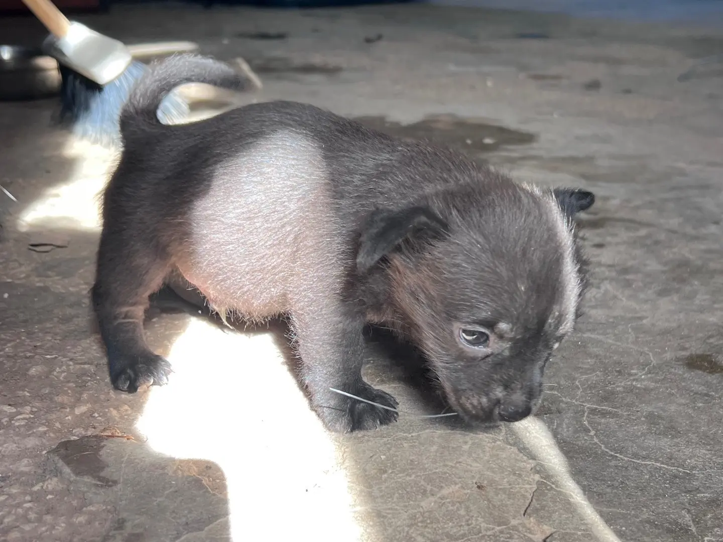 Adotta un cane, femmina, 1 mese, Siracusa