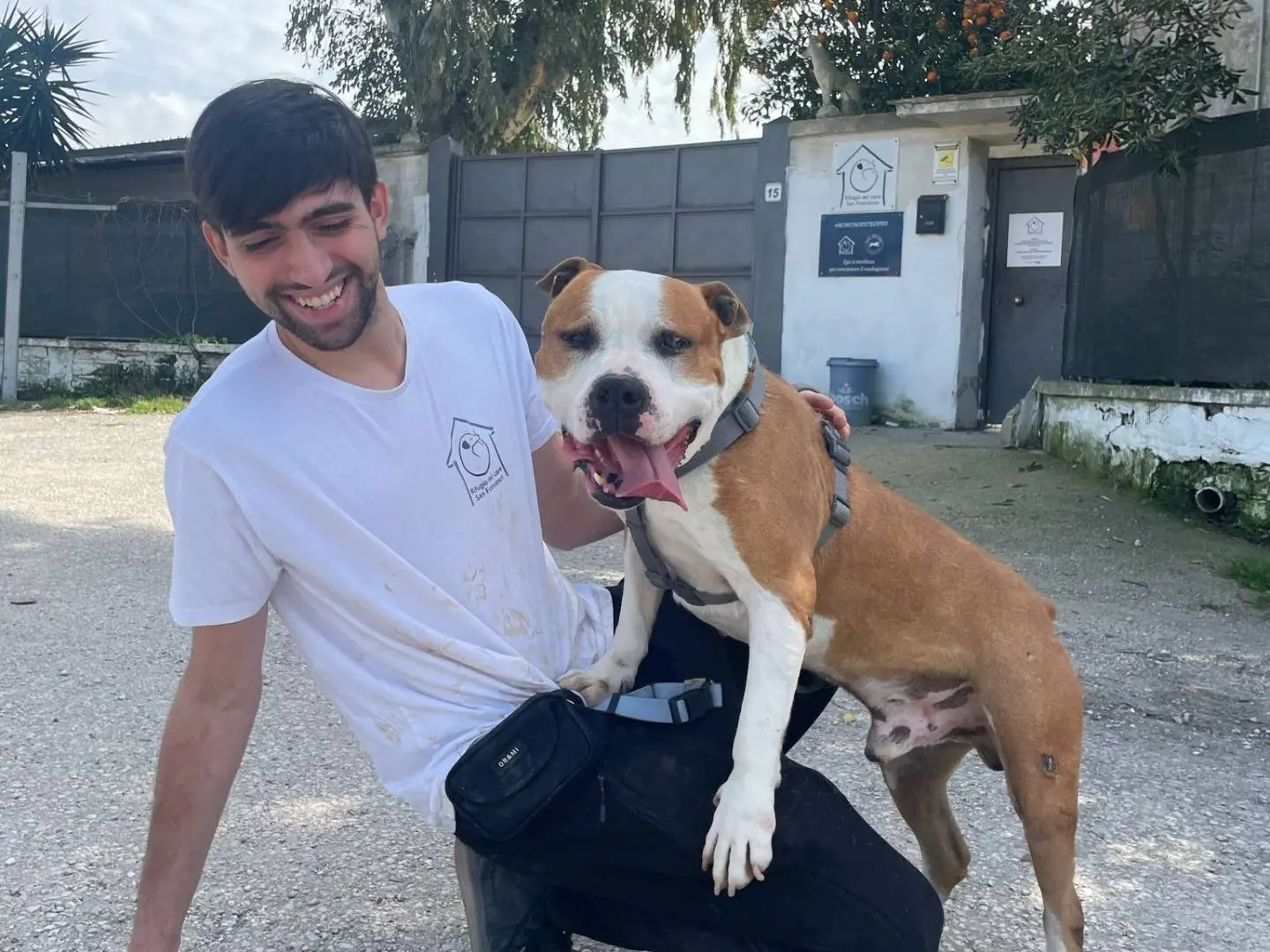 Adotta il cane MARKUS a Caserta