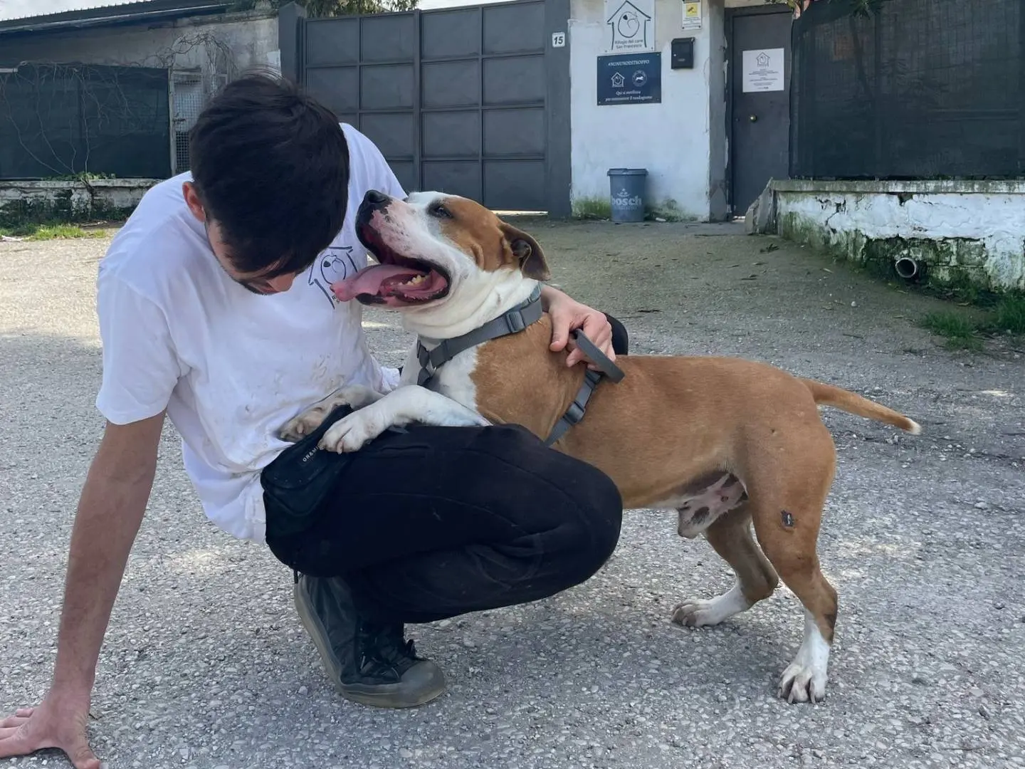 Vuoi adottare un cane a Caserta?