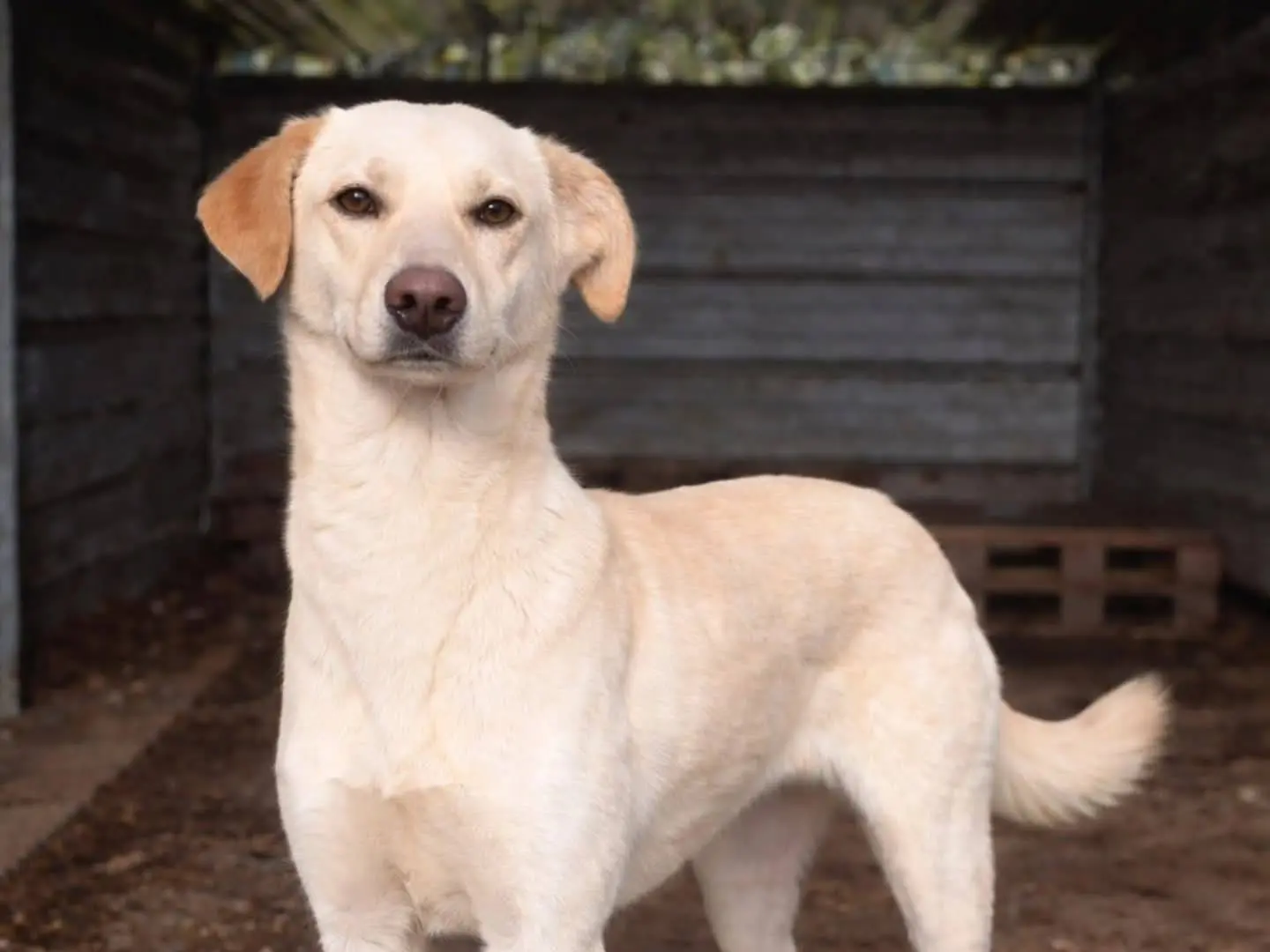 Adozione cane, femmina, Razza sconosciuta Razza sconosciuta, 1 anno e 5 mesi, taglia media, Torino
