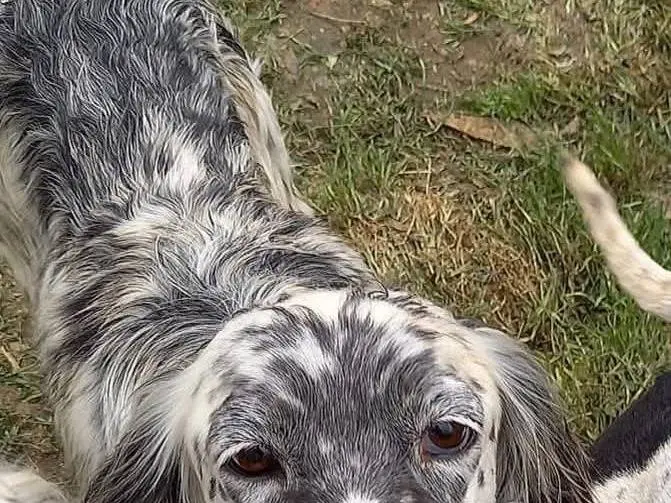 Adotta un cane, femmina, 6 anni e 4 mesi, Caserta