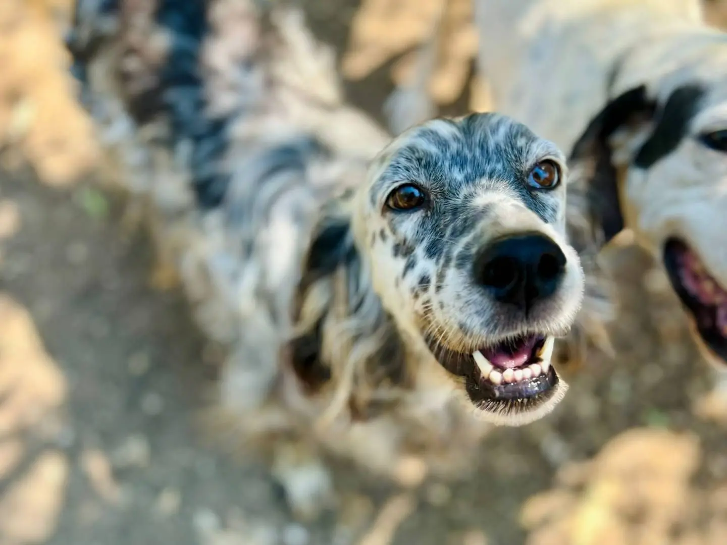Adotta un cane, taglia media contenuta, femmina, Caserta