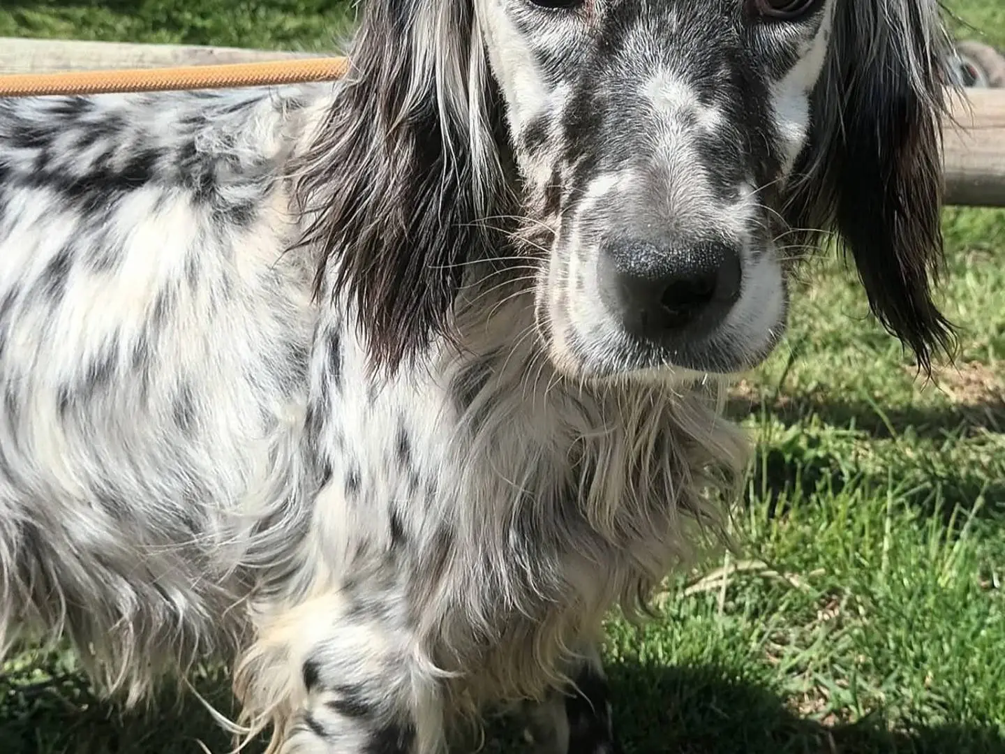 Adozione cane, femmina, Setter Inglese Razza sconosciuta, 6 anni e 4 mesi, taglia media contenuta, Caserta