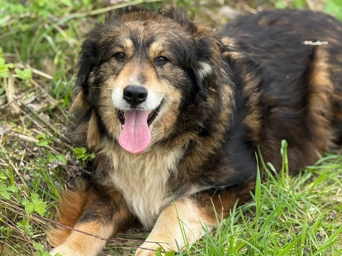 Adozione cane, femmina, Razza sconosciuta Razza sconosciuta, 4 anni e 4 mesi, taglia media, Firenze