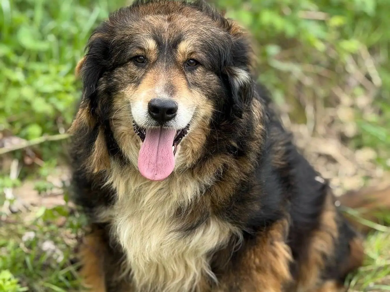 Adotta un cane, femmina, 4 anni e 4 mesi, Firenze