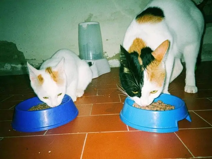 Vuoi adottare un gatto a Pisa?