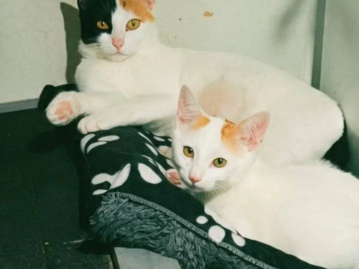 Adotta il gatto POKE a Pisa