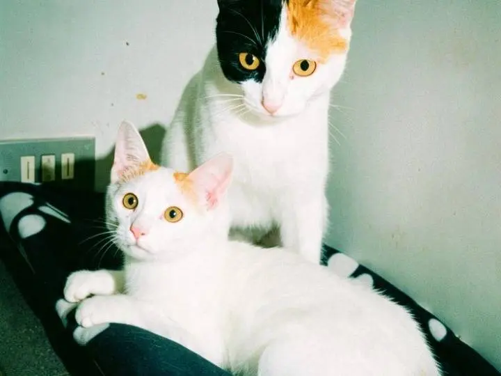 Adotta un gatto, taglia non valida, maschio, Pisa