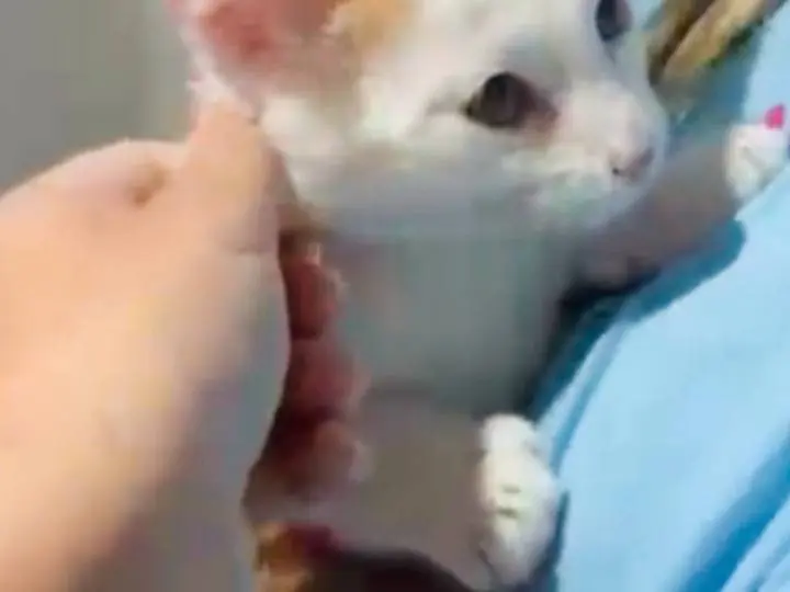 Adozione gatto, maschio, Razza sconosciuta Razza sconosciuta, 2 mesi, taglia non valida, Pisa
