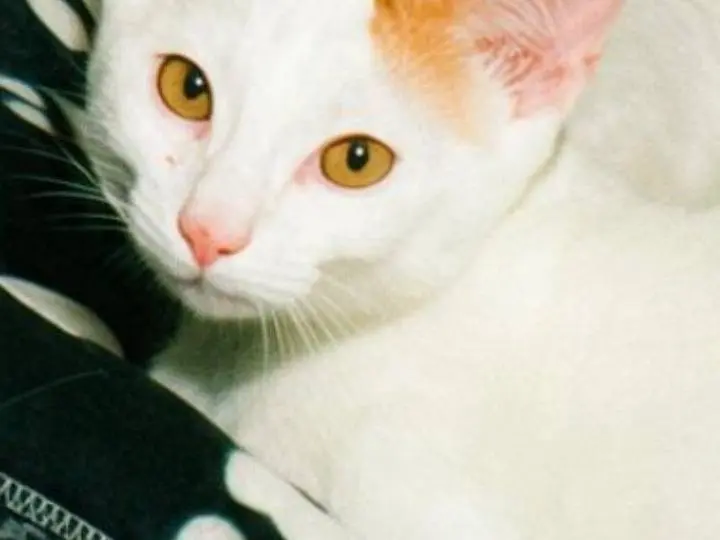 Adotta un gatto, maschio, 2 mesi, Pisa