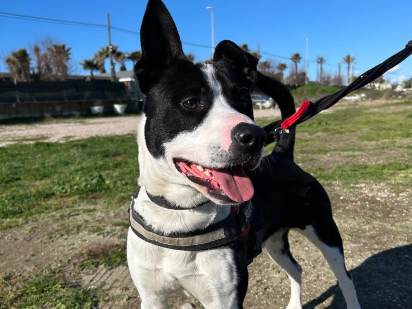 Adotta un cane, maschio, 2 anni e 2 mesi, Napoli