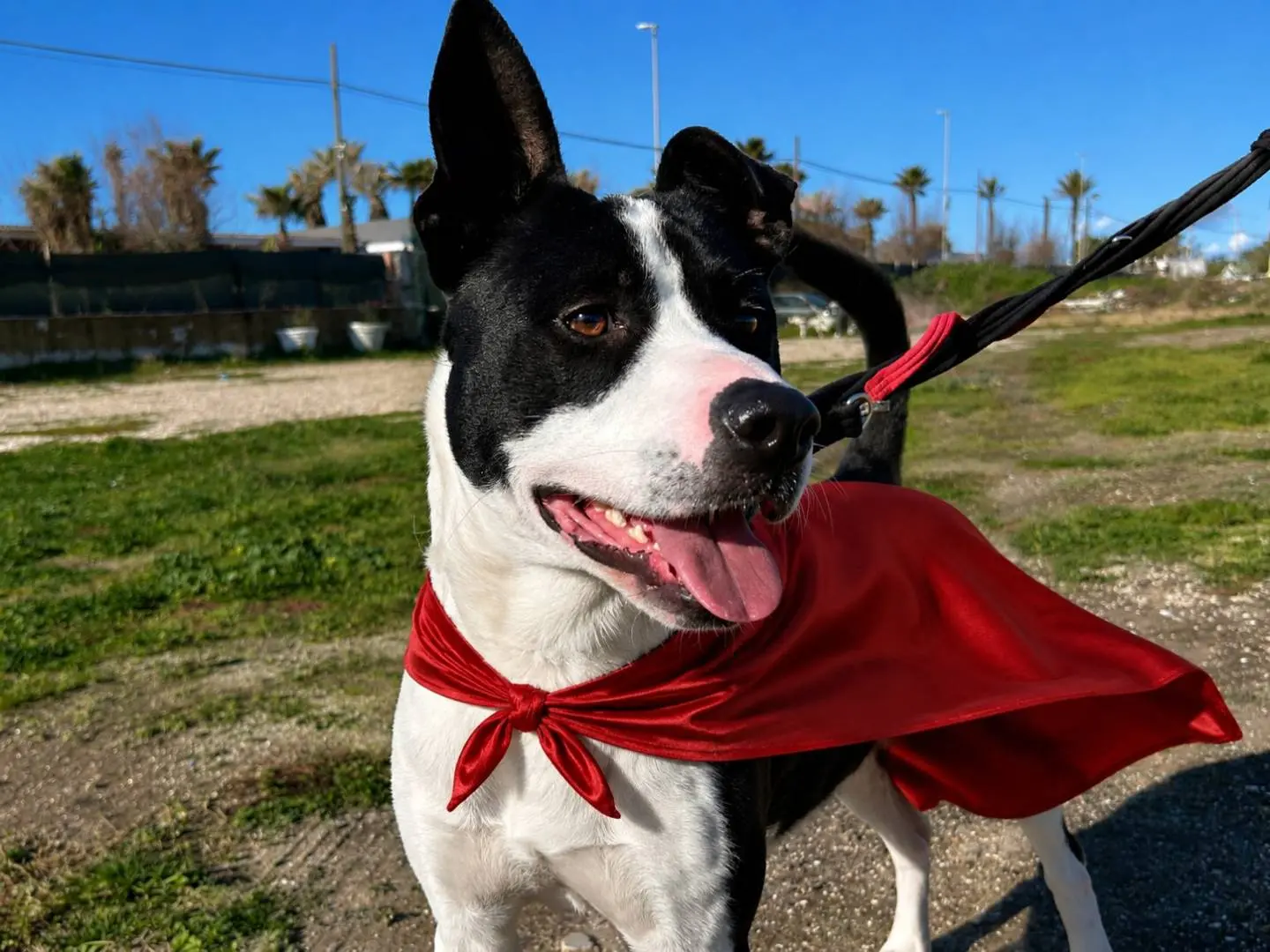 Adozione cane, maschio, Razza sconosciuta Razza sconosciuta, 2 anni e 2 mesi, taglia media, Napoli