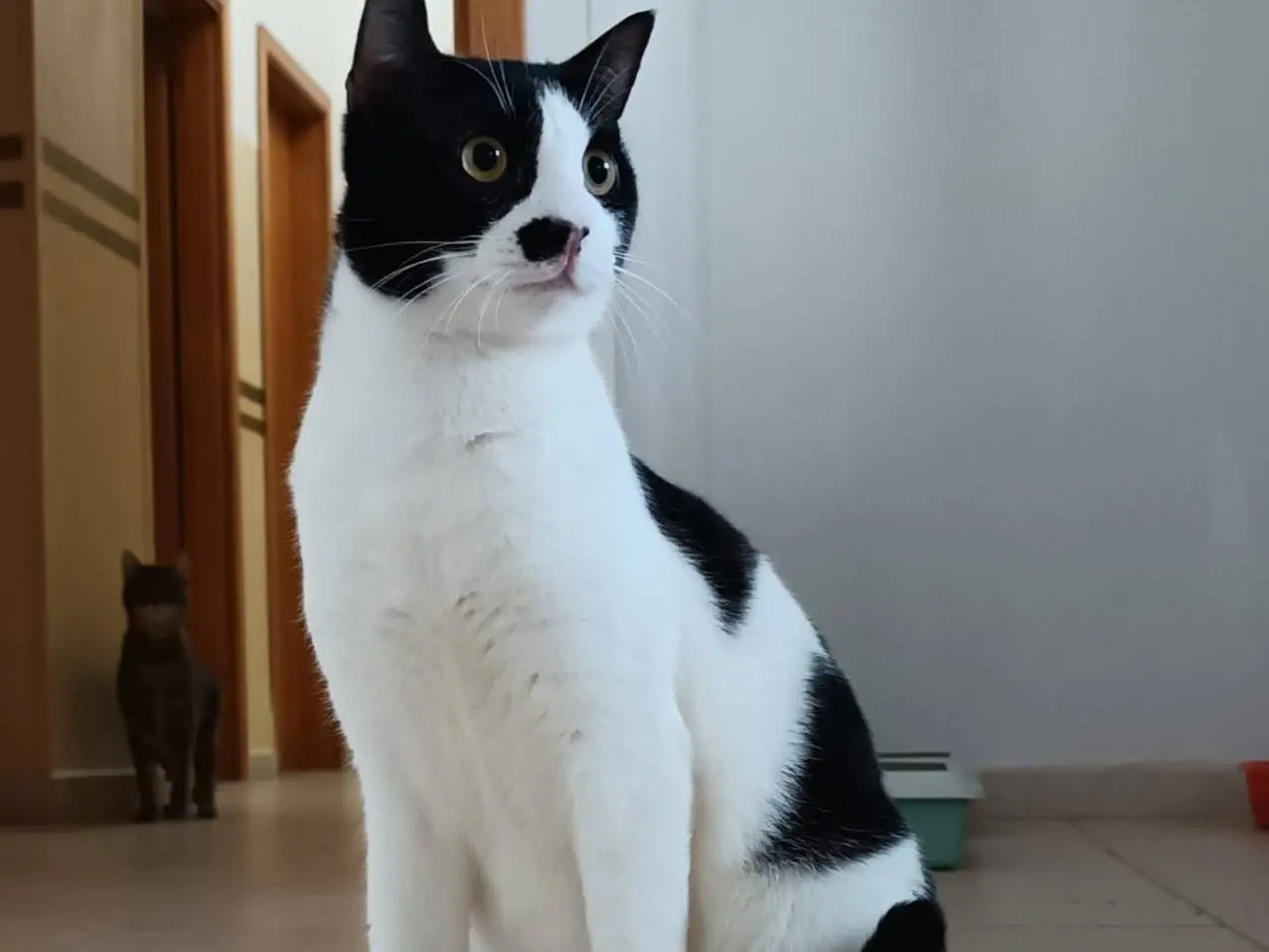 Adotta il gatto Pedro a Siracusa