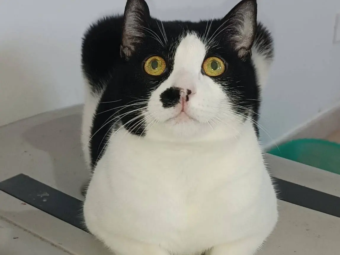 Vuoi adottare un gatto a Siracusa?