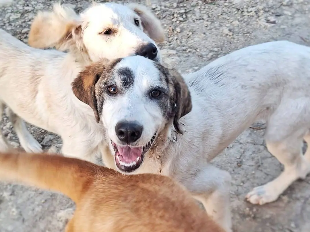 Vuoi adottare un cane a Crotone?