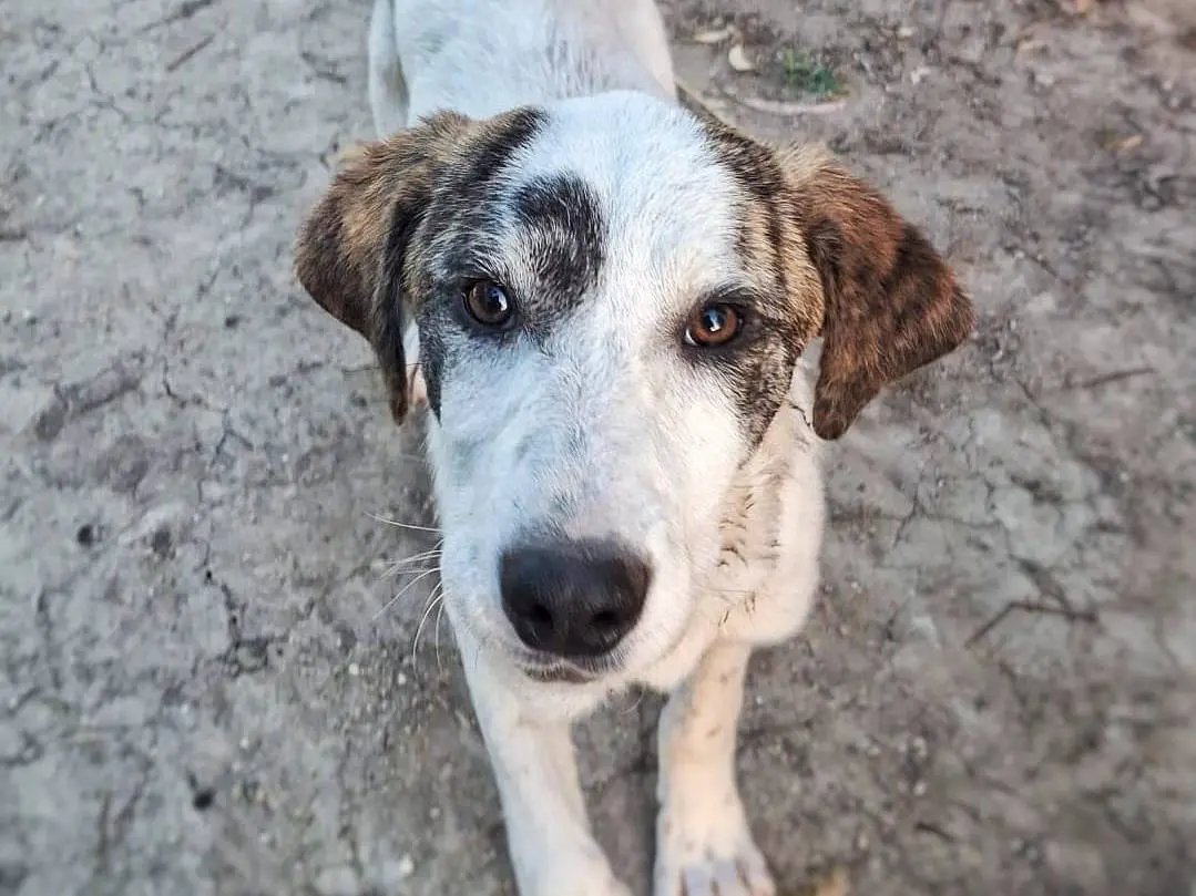 Adotta un cane, taglia media, femmina, Crotone