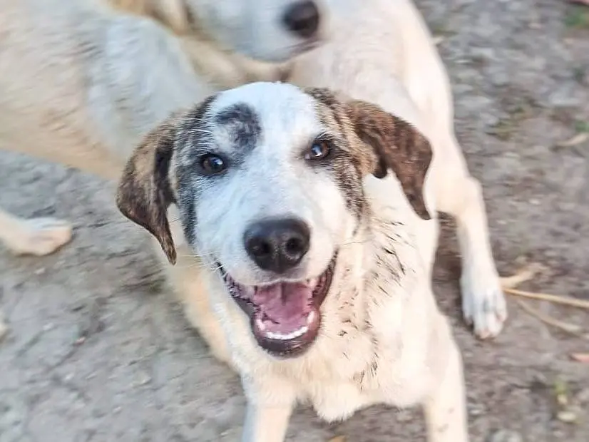 Adozione cane, femmina, Razza sconosciuta Razza sconosciuta, 9 mesi, taglia media, Crotone