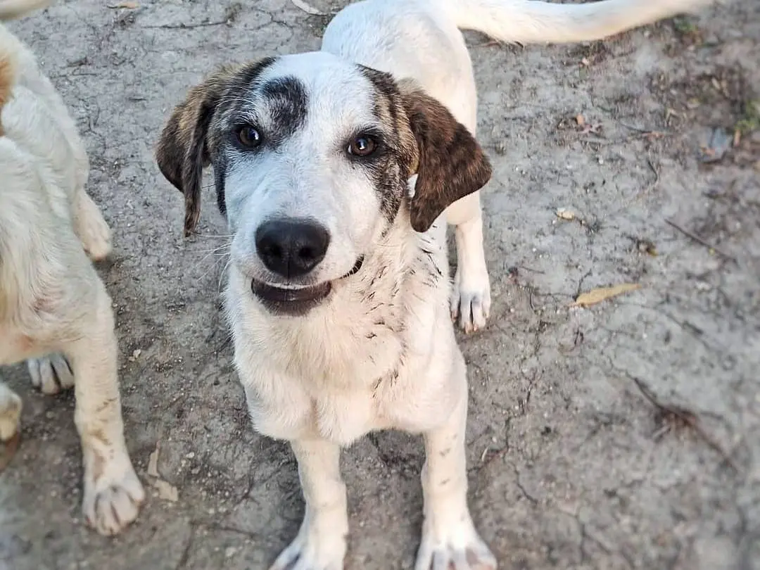 Adotta un cane, femmina, 9 mesi, Crotone