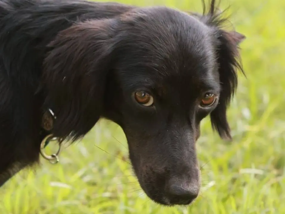 Adotta un cane, taglia piccola, femmina, Milano