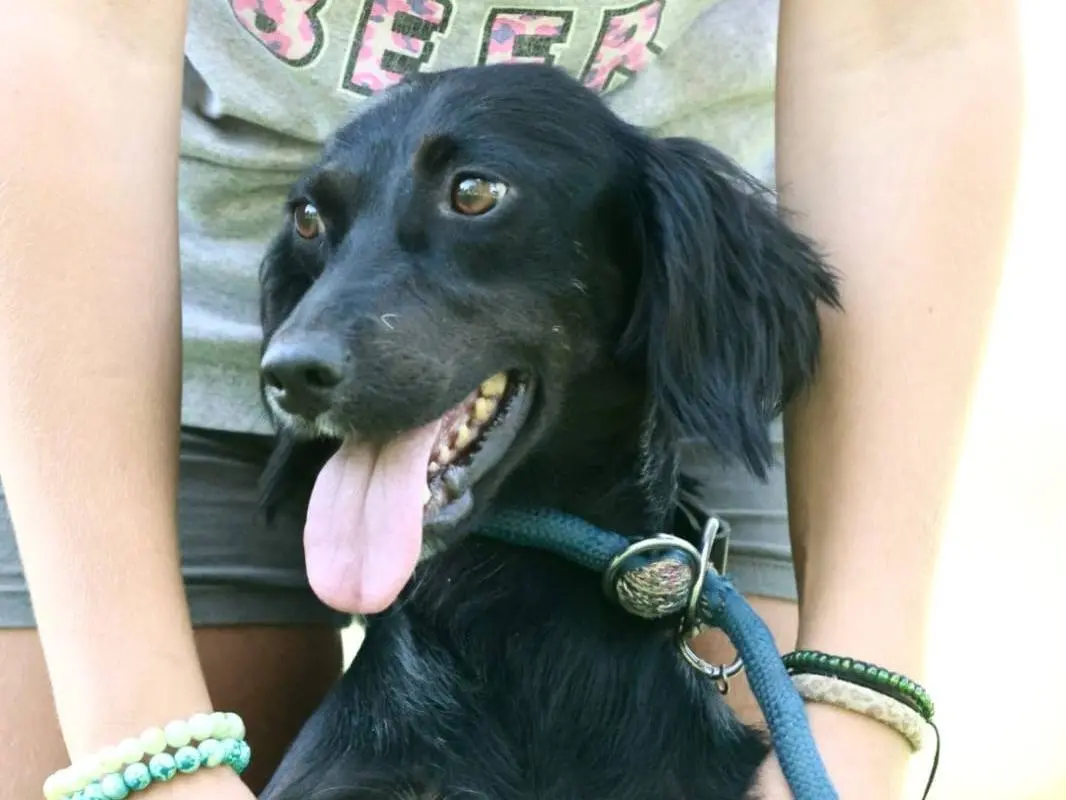 Adozione cane, femmina, Razza sconosciuta Razza sconosciuta, 2 anni e 6 mesi, taglia piccola, Milano