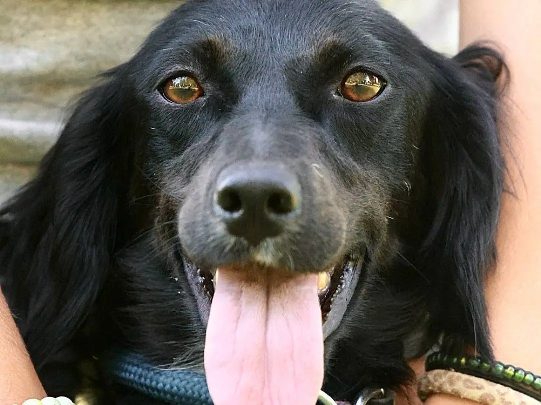 Adotta il cane NERINA a Milano