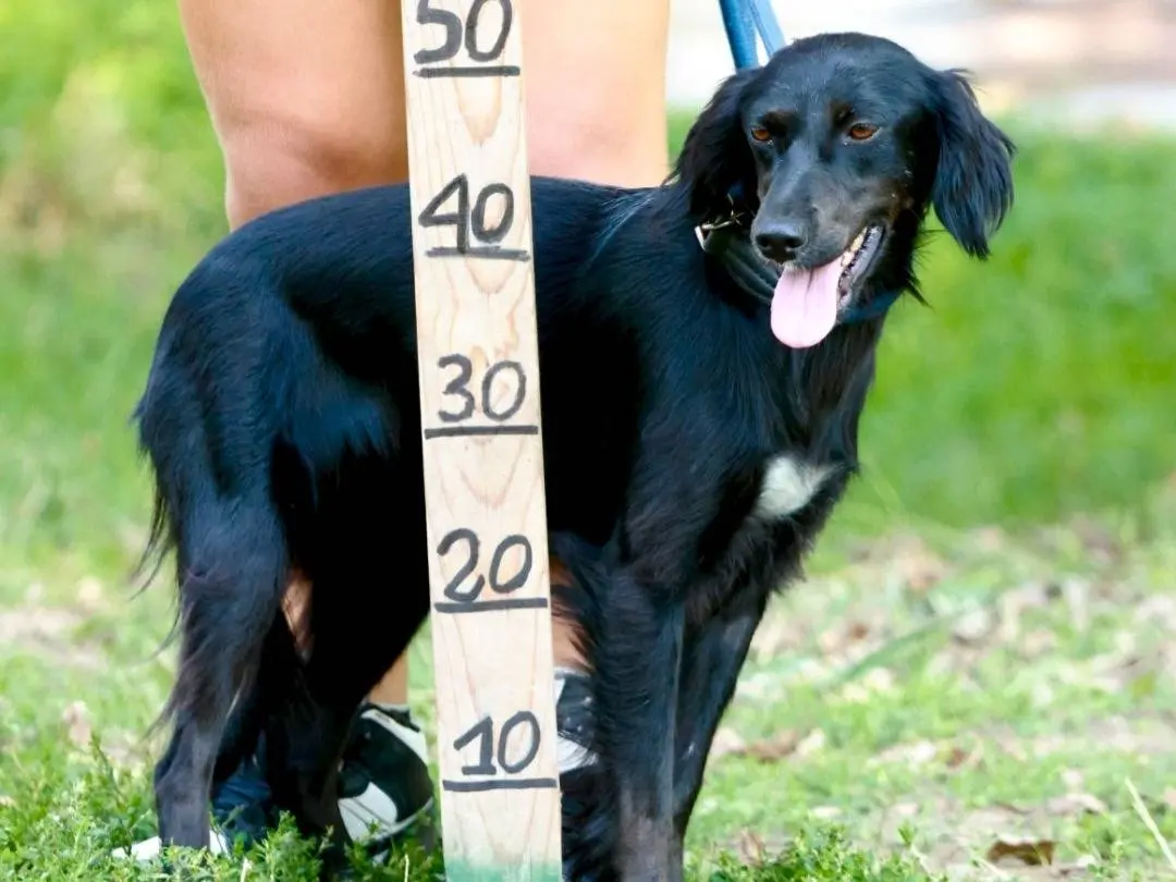 Vuoi adottare un cane a Milano?
