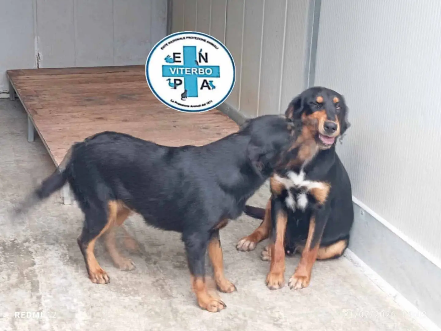 Adotta un cane, taglia grande, femmina, Viterbo
