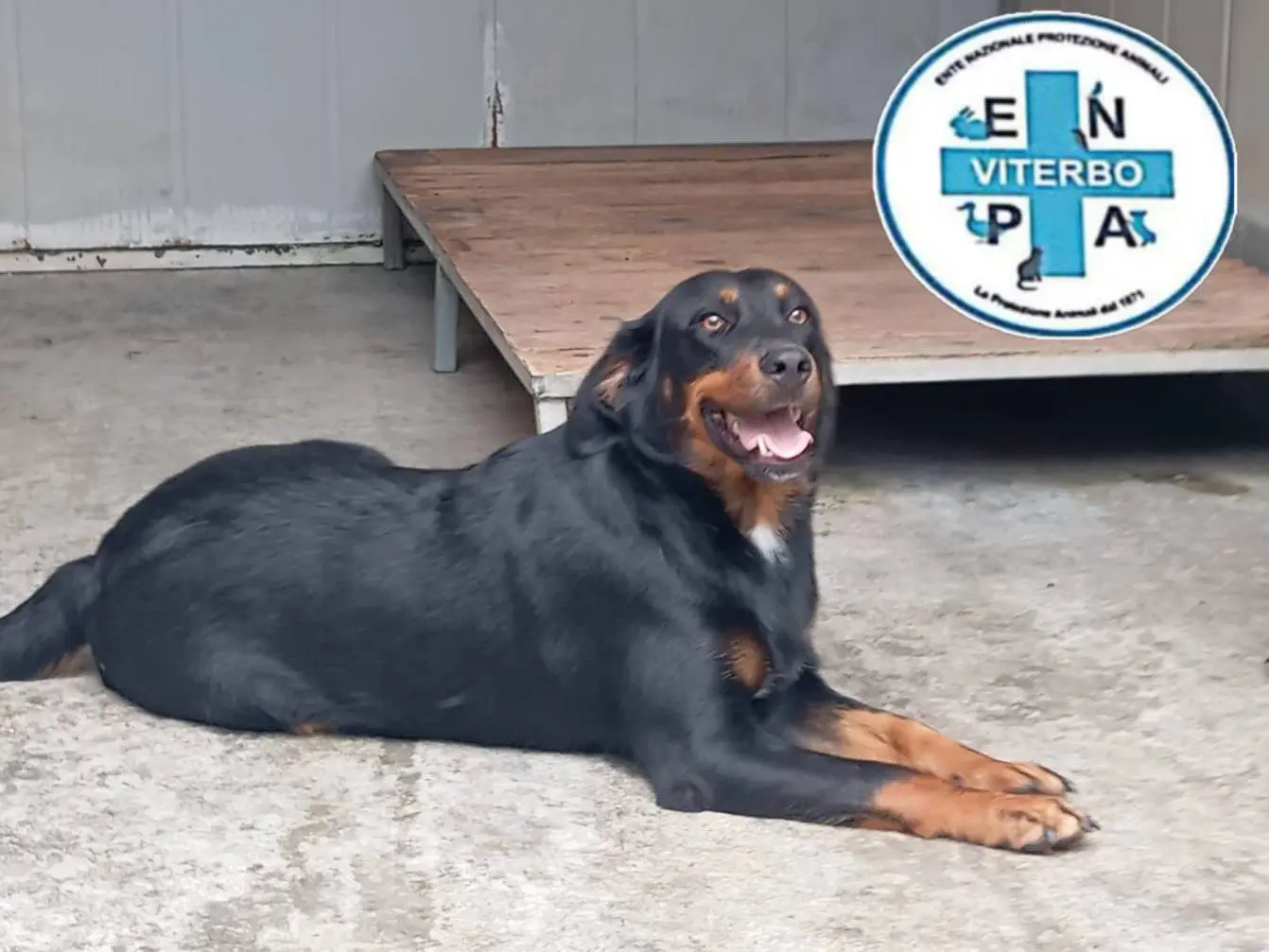 Vuoi adottare un cane a Viterbo?