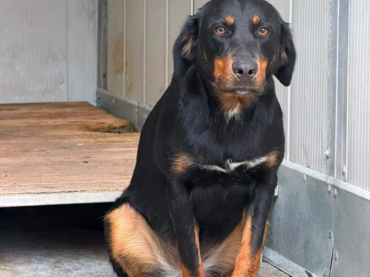 Adozione cane, femmina, Razza sconosciuta Razza sconosciuta, 1 anno e 9 mesi, taglia grande, Viterbo