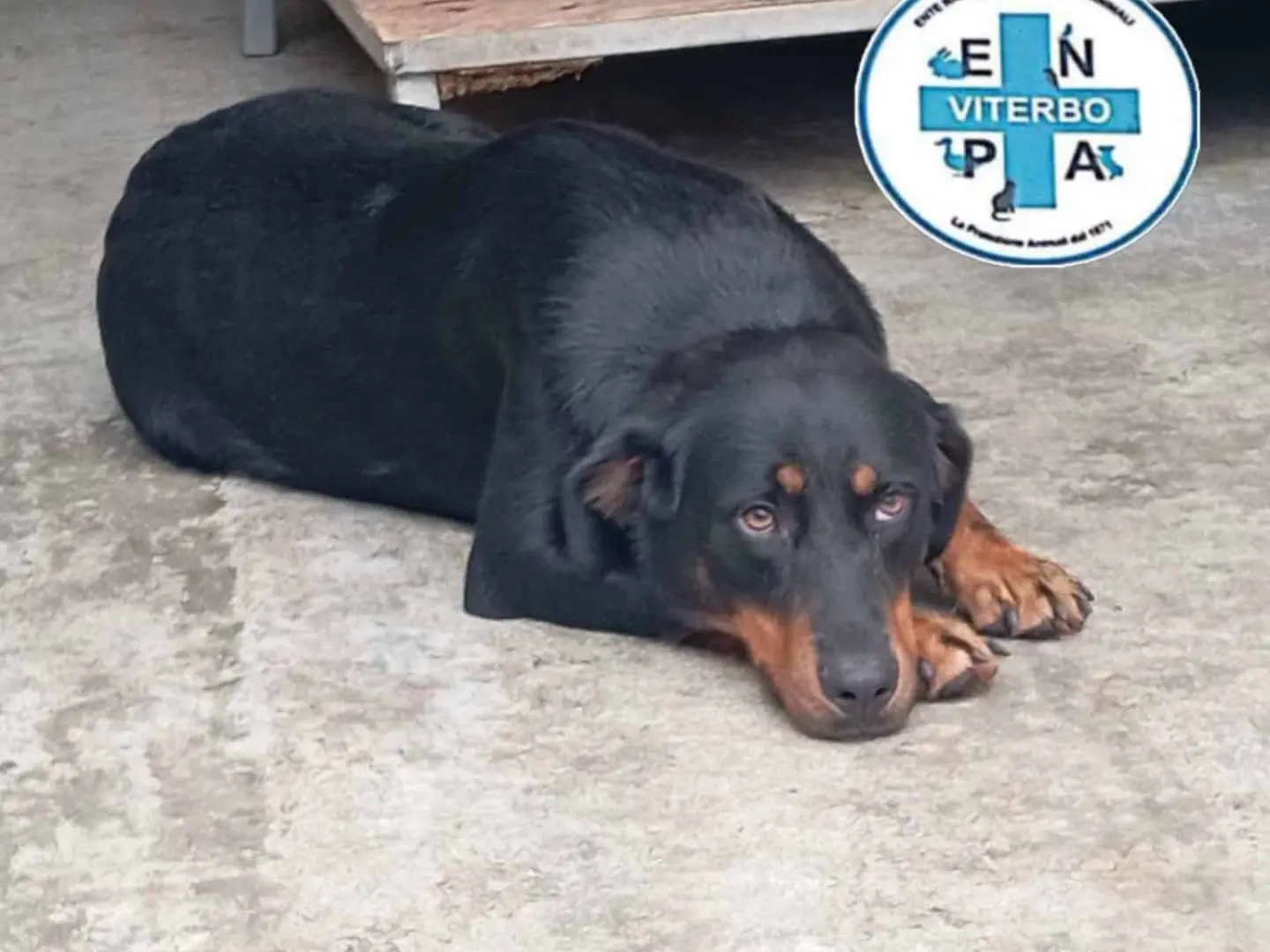 Adotta un cane, femmina, 1 anno e 9 mesi, Viterbo