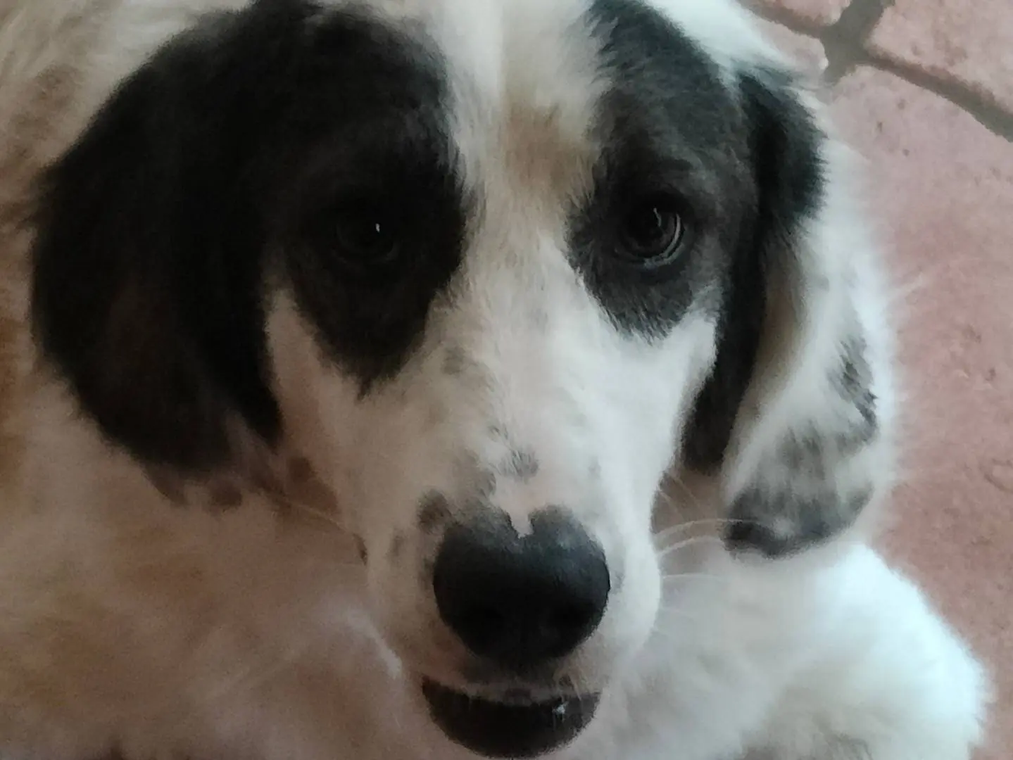 Vuoi adottare un cane a Latina?