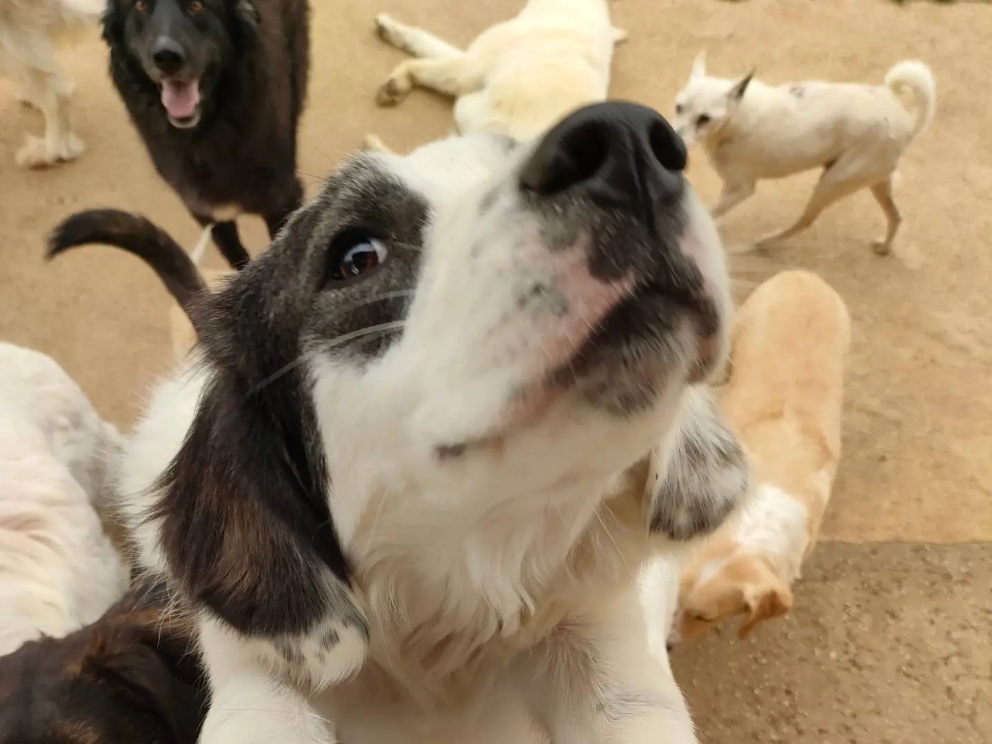 Adotta un cane, femmina, 2 anni e 5 mesi, Latina