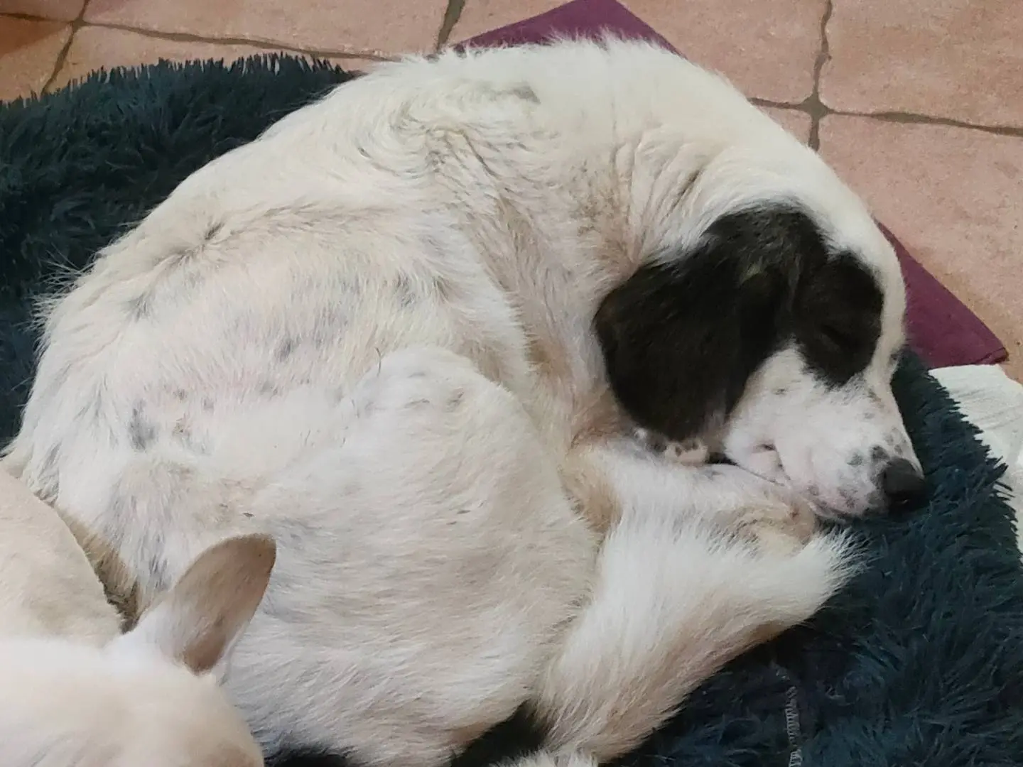 Adotta un cane, taglia media, femmina, Latina