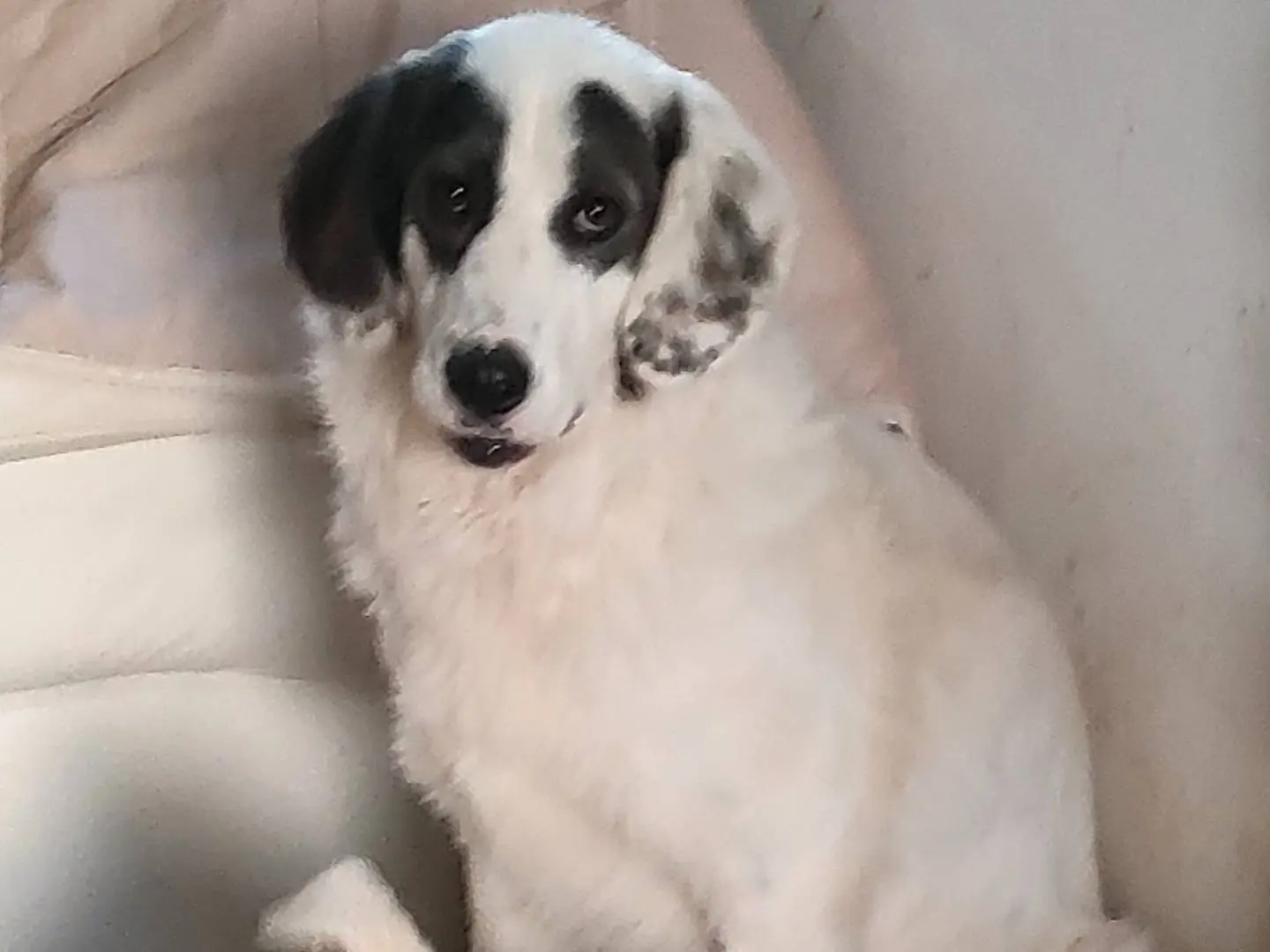 Adozione cane, femmina, Razza sconosciuta Razza sconosciuta, 2 anni e 5 mesi, taglia media, Latina
