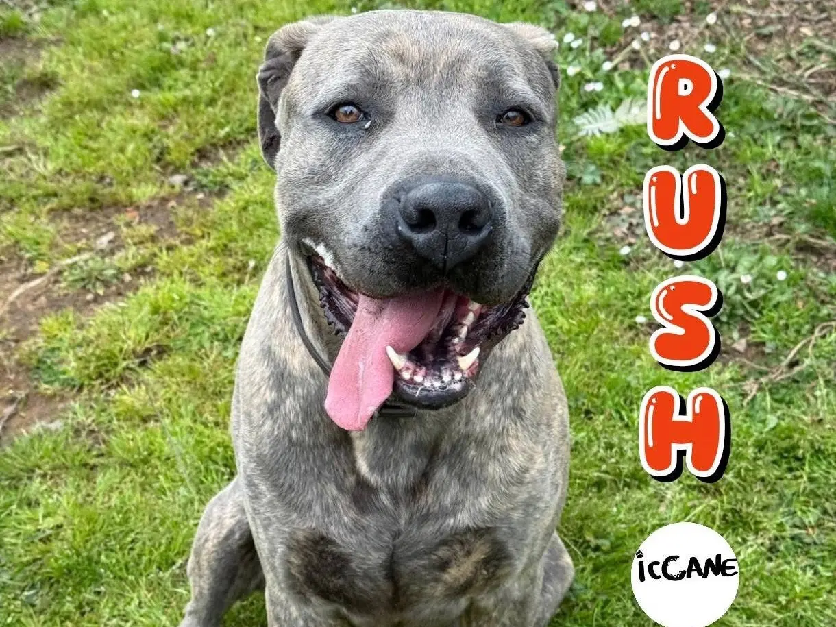 Adozione cane, maschio, Corso Razza sconosciuta, 2 anni e 11 mesi, taglia grande, Viterbo