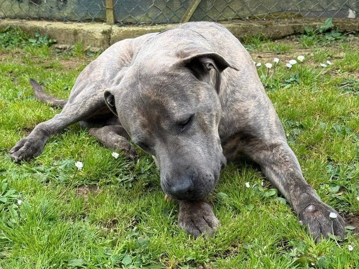 Adotta un cane, taglia grande, maschio, Viterbo
