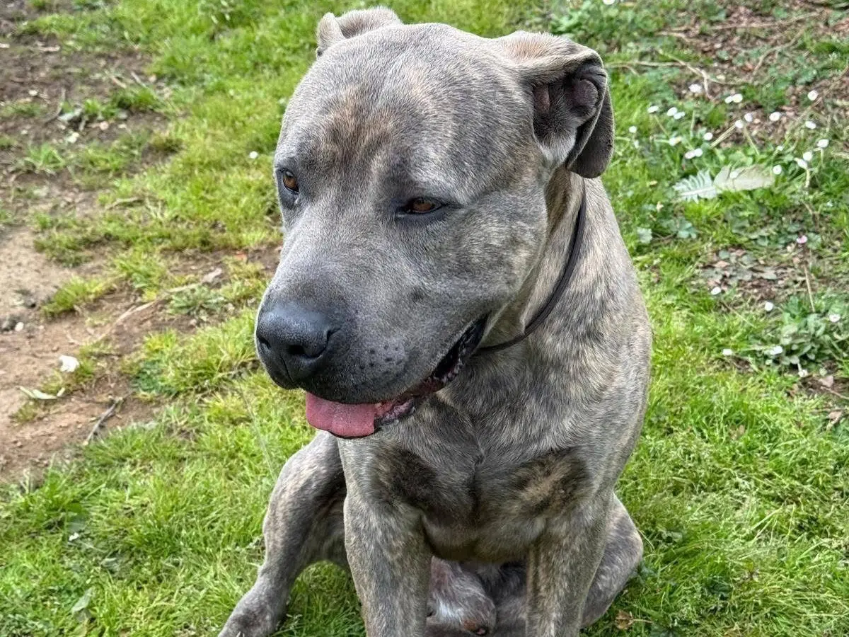 Adotta un cane, maschio, 2 anni e 11 mesi, Viterbo