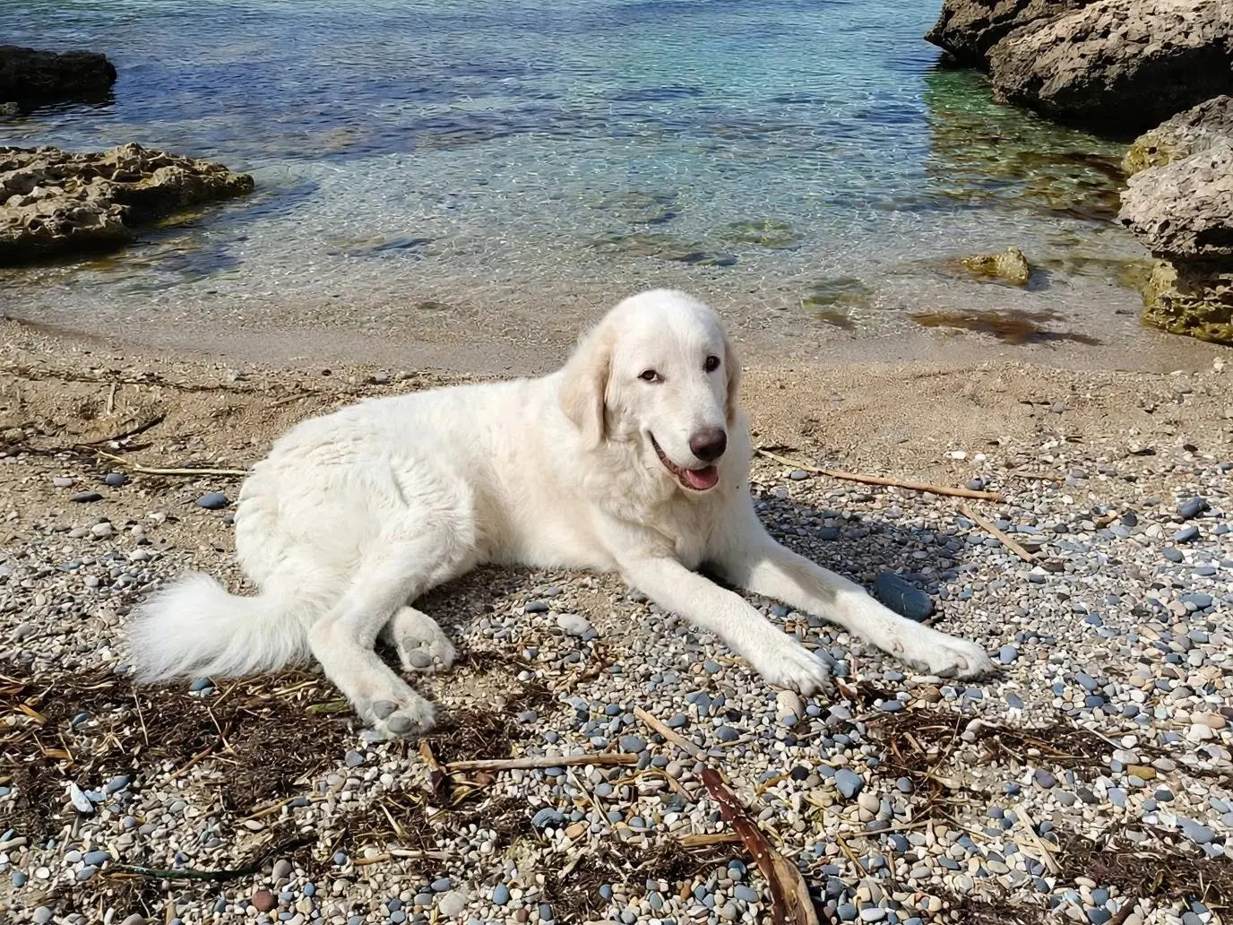 Adotta il cane GIULIO a Siracusa