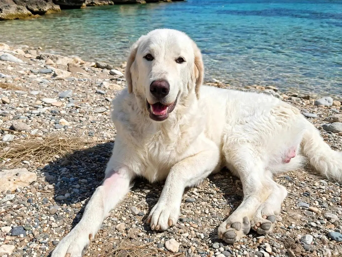 Foto 3 dell'animale