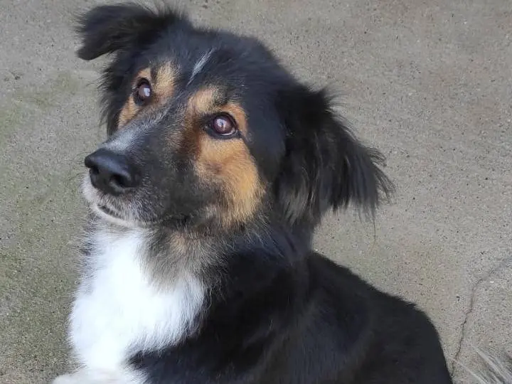 Adozione cane, maschio, Razza sconosciuta Razza sconosciuta, 7 anni e 9 mesi, taglia media, Viterbo