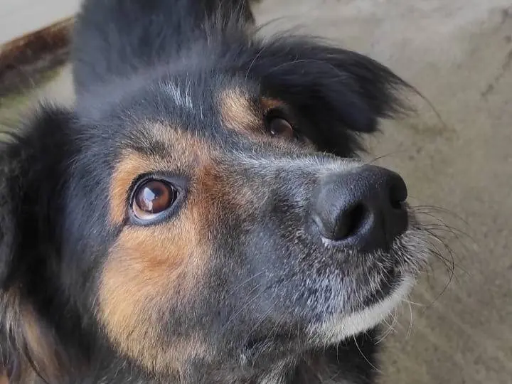 Adotta un cane, maschio, 7 anni e 9 mesi, Viterbo