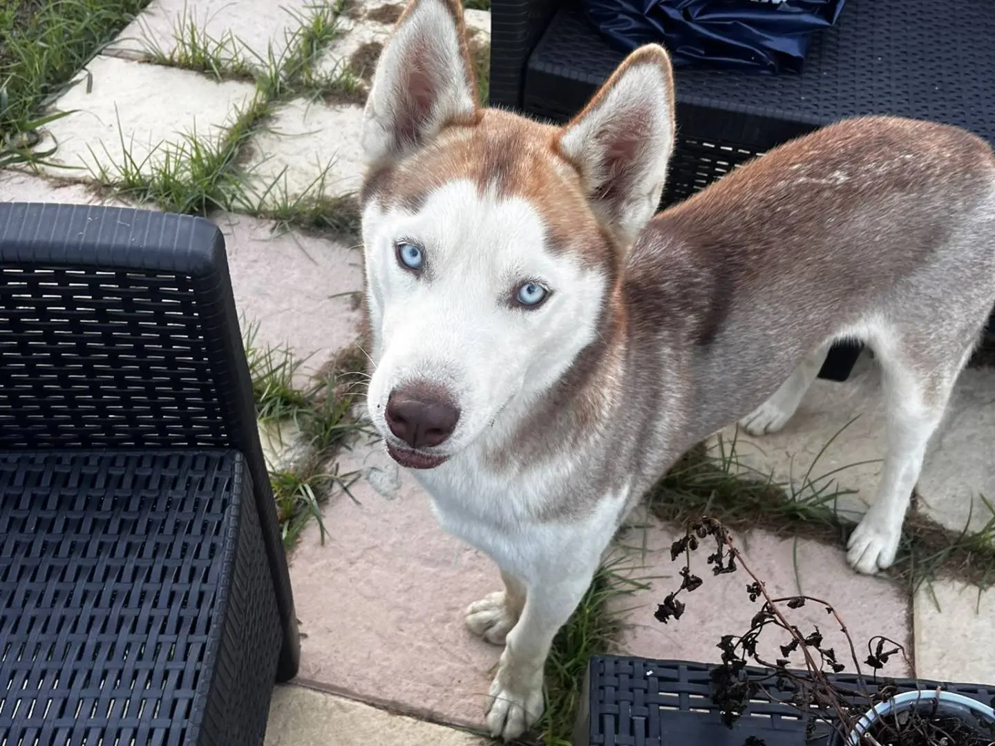 Adozione cane, maschio, Siberian Husky Razza sconosciuta, 6 mesi, taglia media, Firenze